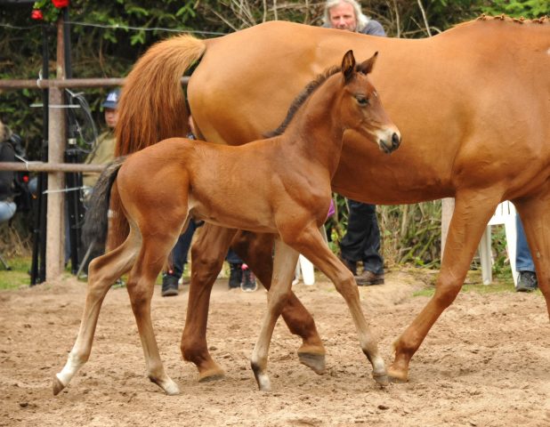 Trakehner Hengstfohlen von Oliver Twist - Tanzmeister - Saint Cloud, Foto: Beate Langels - Trakehner Gestt Hmelschenburg