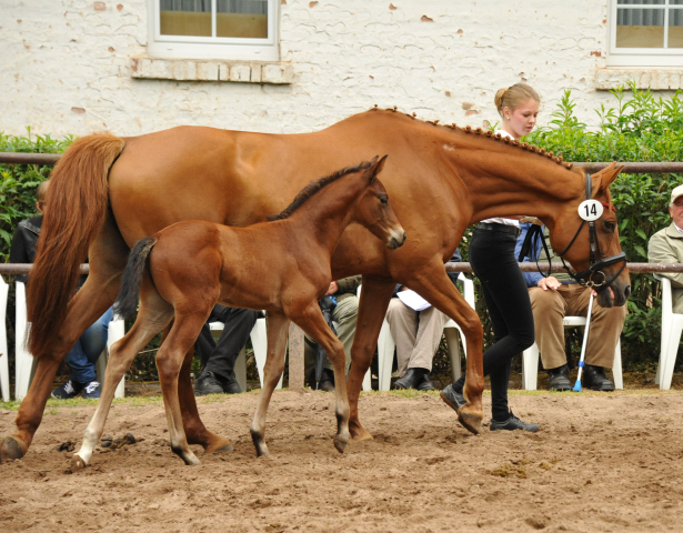 Trakehner Hengstfohlen von Oliver Twist - Tanzmeister - Saint Cloud, Foto: Beate Langels - Trakehner Gestt Hmelschenburg