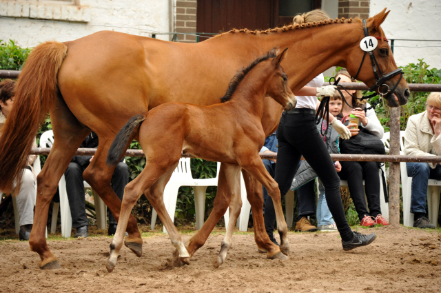 Trakehner Hengstfohlen von Oliver Twist - Tanzmeister - Saint Cloud, Foto: Beate Langels - Trakehner Gestt Hmelschenburg
