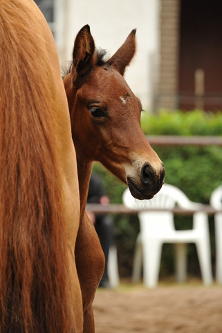 Trakehner Hengstfohlen von Oliver Twist - Tanzmeister - Saint Cloud, Foto: Beate Langels - Trakehner Gestt Hmelschenburg