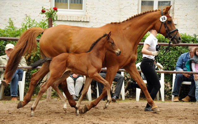 Trakehner Hengstfohlen von Oliver Twist - Tanzmeister - Saint Cloud, Foto: Beate Langels - Trakehner Gestt Hmelschenburg