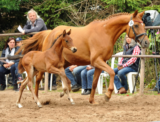 Trakehner Hengstfohlen von Oliver Twist - Tanzmeister - Saint Cloud, Foto: Beate Langels - Trakehner Gestt Hmelschenburg
