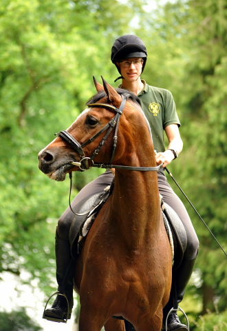 Johann und Freudenfest - Gestüt Hämelschenburg - Foto: Beate Langels -
Trakehner Gestüt Hämelschenburg