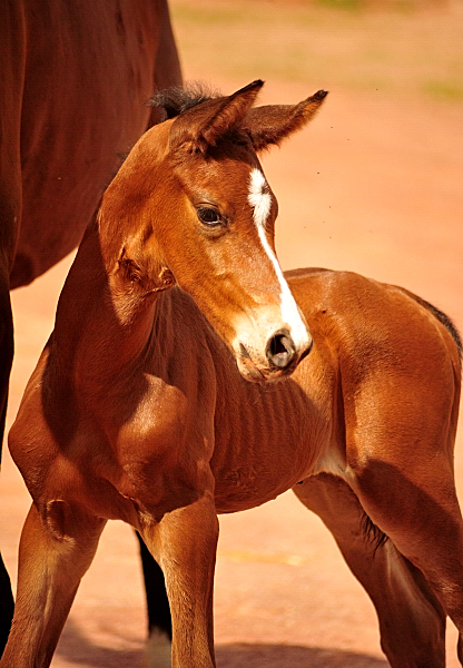 Schwalbe's Primetime by Saint Cyr x Touch my Heart - Trakehner Gestt Hmelschenburg - Beate Langels