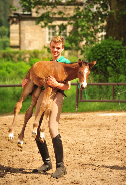 Schwalbe's Primetime v. Saint Cyr x Touch my Heart - Trakehner Gestt Hmelschenburg - Beate Langels