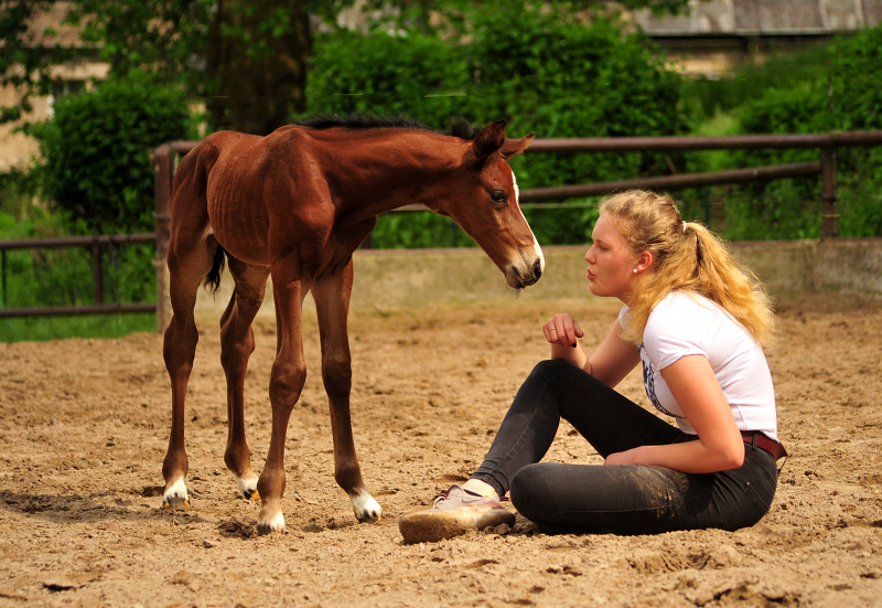 Schwalbe's Primetime v. Saint Cyr x Touch my Heart - Trakehner Gestt Hmelschenburg - Beate Langels