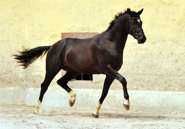 Zweijhriger Hengst von Saint Cyr u.d. Greta Garbo - 14. Juli 2016  - Foto: Beate Langels -
Trakehner Gestt Hmelschenburg