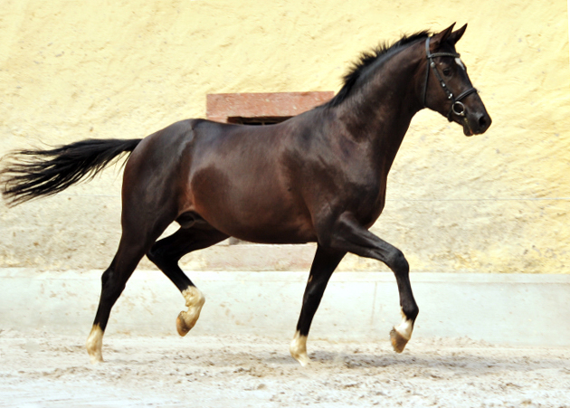 Zweijhriger Hengst von Saint Cyr u.d. Greta Garbo - 14. Juli 2016  - Foto: Beate Langels -
Trakehner Gestt Hmelschenburg