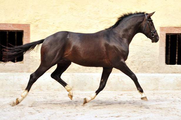 Zweijhriger Hengst von Saint Cyr u.d. Greta Garbo - 14. Juli 2016  - Foto: Beate Langels -
Trakehner Gestt Hmelschenburg