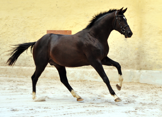 Zweijhriger Hengst von Saint Cyr u.d. Greta Garbo - 14. Juli 2016  - Foto: Beate Langels -
Trakehner Gestt Hmelschenburg