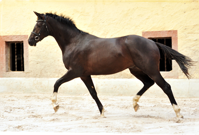 Zweijhriger Hengst von Saint Cyr u.d. Greta Garbo - 14. Juli 2016  - Foto: Beate Langels -
Trakehner Gestt Hmelschenburg