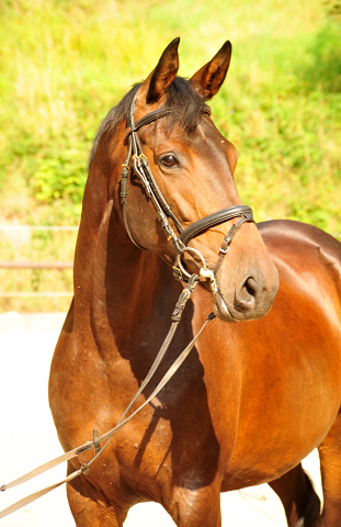 Trakehner Stute von Saint Cyr - Polarion - Rockefeller , Foto: Beate Langels - Trakehner Gestt Hmelschenburg