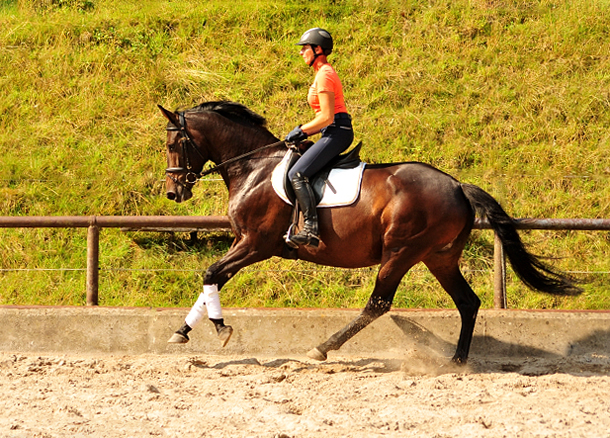 Trakehner Stute von Saint Cyr - Polarion - Rockefeller , Foto: Beate Langels - Trakehner Gestt Hmelschenburg