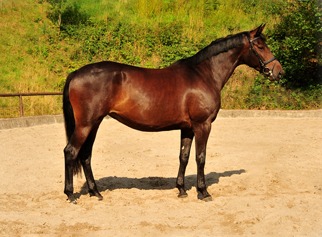 Trakehner Stute von Saint Cyr - Polarion - Rockefeller , Foto: Beate Langels - Trakehner Gestt Hmelschenburg