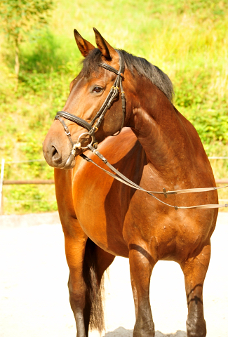 Trakehner Stute von Saint Cyr - Polarion - Rockefeller , Foto: Beate Langels - Trakehner Gestt Hmelschenburg