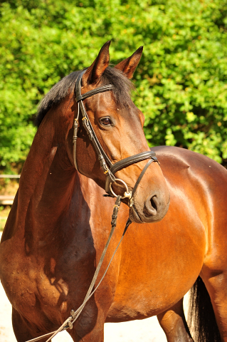 Trakehner Stute von Saint Cyr - Polarion - Rockefeller , Foto: Beate Langels - Trakehner Gestt Hmelschenburg