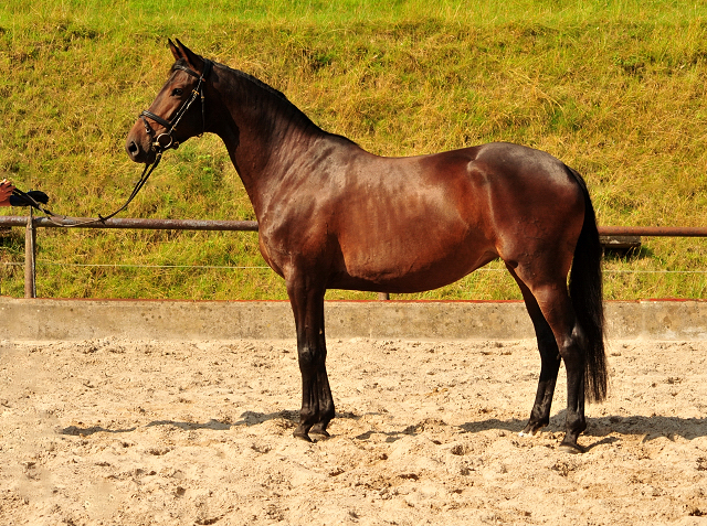 Trakehner Stute von Saint Cyr - Polarion - Rockefeller , Foto: Beate Langels - Trakehner Gestt Hmelschenburg