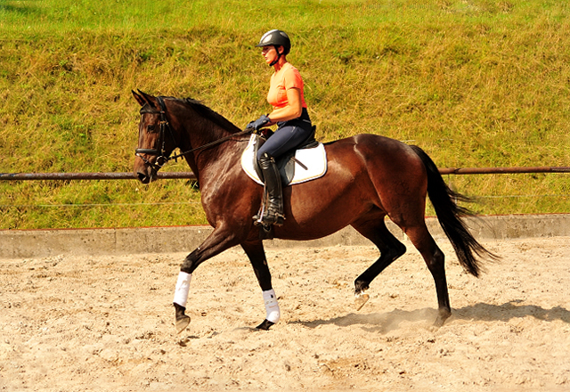 Trakehner Stute von Saint Cyr - Polarion - Rockefeller , Foto: Beate Langels - Trakehner Gestt Hmelschenburg