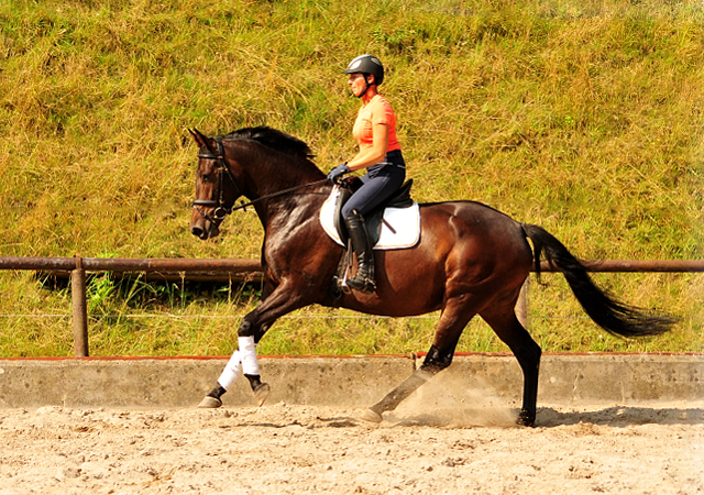 Trakehner Stute von Saint Cyr - Polarion - Rockefeller , Foto: Beate Langels - Trakehner Gestt Hmelschenburg