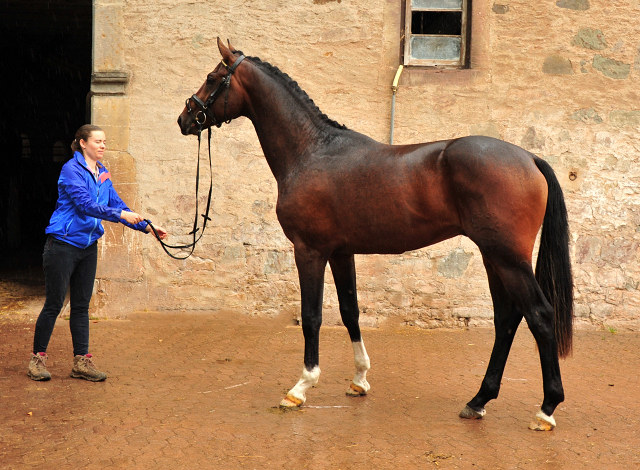 Zweijhriger Trakehner von Bystro x Prince Patmos - Trakehner Gestt Hmelschenburg - Foto: Beate Langels