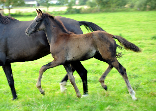 Stutfohlen von Saint Cyr x Lauries Crusador xx - Foto: Beate Langels