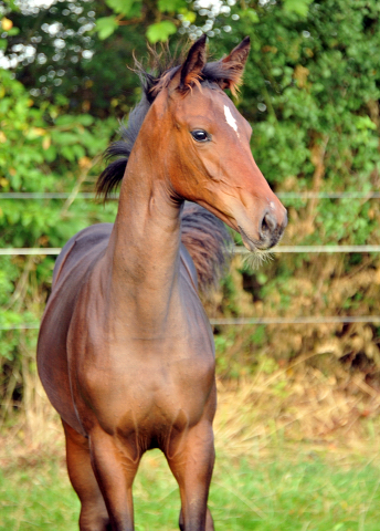 Stutfohlen von Saint Cyr x Lauries Crusador xx - Foto: Beate Langels