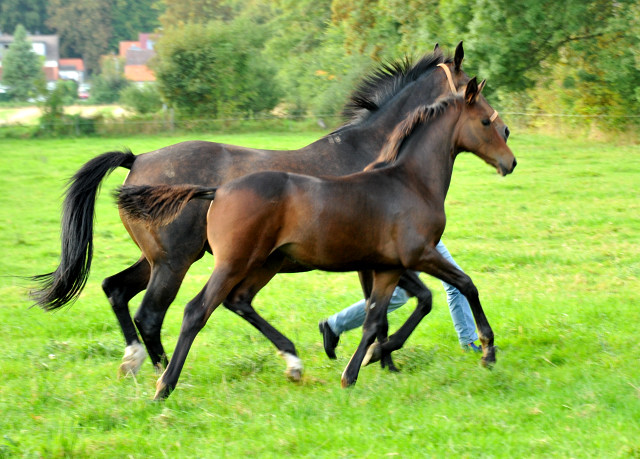 Stutfohlen von Saint Cyr x Lauries Crusador xx - Foto: Beate Langels