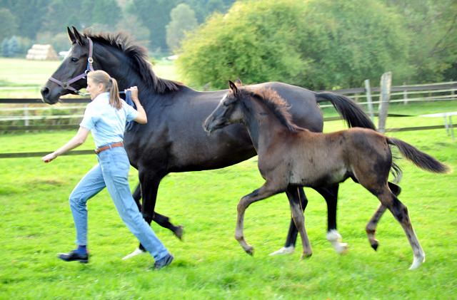 Stutfohlen von Saint Cyr x Lauries Crusador xx - Foto: Beate Langels