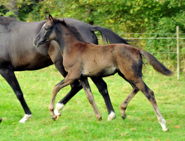 Stutfohlen von Saint Cyr x Lauries Crusador xx - Foto: Beate Langels