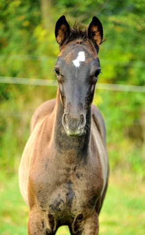 Stutfohlen von Saint Cyr x Lauries Crusador xx - Foto: Beate Langels