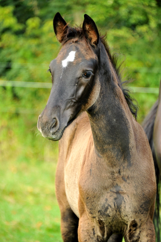 Stutfohlen von Saint Cyr x Lauries Crusador xx - Foto: Beate Langels