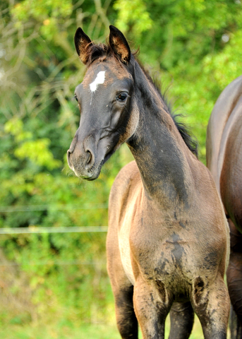 Stutfohlen von Saint Cyr x Lauries Crusador xx - Foto: Beate Langels