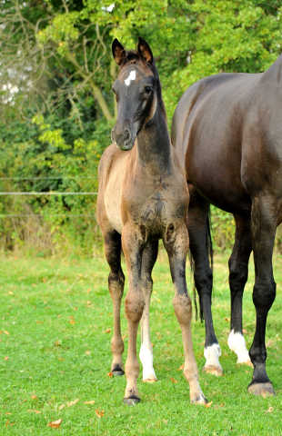 Stutfohlen von Saint Cyr x Lauries Crusador xx - Foto: Beate Langels