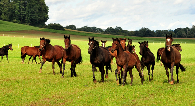 die Hmelschenburger Stuten und Fohlen auf der Feldweide - Trakehner Gestt Hmelschenburg - Foto: Beate Langels