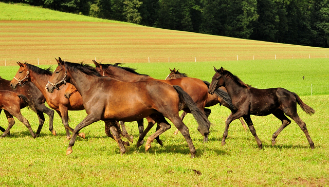 die Hmelschenburger Stuten und Fohlen auf der Feldweide - Trakehner Gestt Hmelschenburg - Foto: Beate Langels