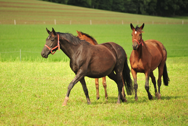 die Hmelschenburger Stuten und Fohlen auf der Feldweide - Trakehner Gestt Hmelschenburg - Foto: Beate Langels