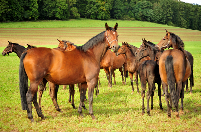 die Hmelschenburger Stuten und Fohlen auf der Feldweide - Trakehner Gestt Hmelschenburg - Foto: Beate Langels