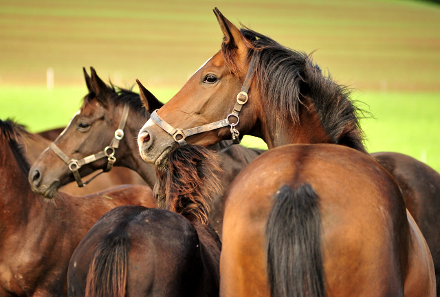 die Hmelschenburger Stuten und Fohlen auf der Feldweide - Trakehner Gestt Hmelschenburg - Foto: Beate Langels