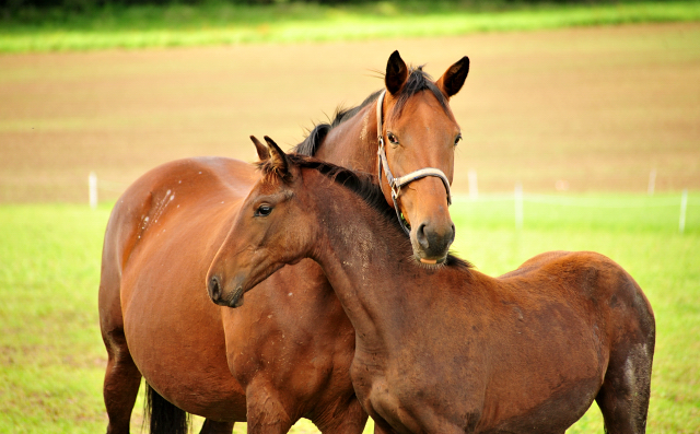 Giulietta und ihre Tochter Glory Day auf der Feldweide - Trakehner Gestt Hmelschenburg - Foto: Beate Langels