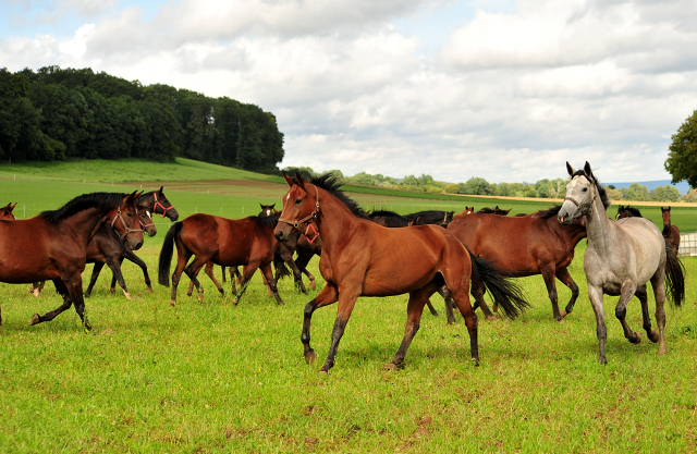 die Hmelschenburger Stuten und Fohlen auf der Feldweide - Trakehner Gestt Hmelschenburg - Foto: Beate Langels