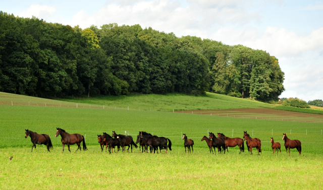 die Hmelschenburger Stuten und Fohlen auf der Feldweide - Trakehner Gestt Hmelschenburg - Foto: Beate Langels