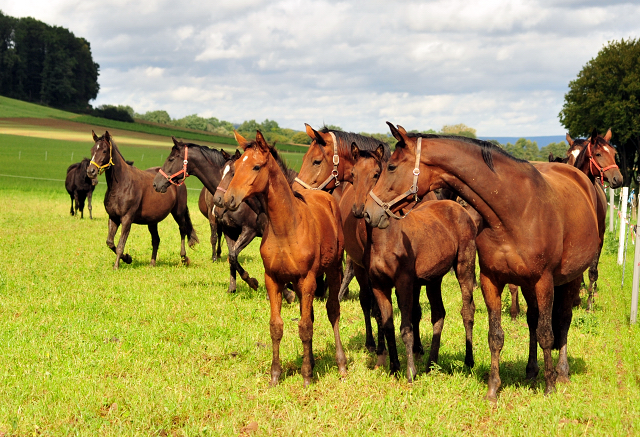 die Hmelschenburger Stuten und Fohlen auf der Feldweide - Trakehner Gestt Hmelschenburg - Foto: Beate Langels