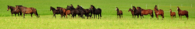 Die Hmelschenburger Pferde im September 2017 - Trakehner Gestt Hmelschenburg - Foto: Beate Langels