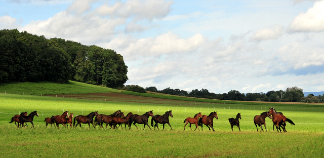 die Hmelschenburger Stuten und Fohlen auf der Feldweide - Trakehner Gestt Hmelschenburg - Foto: Beate Langels