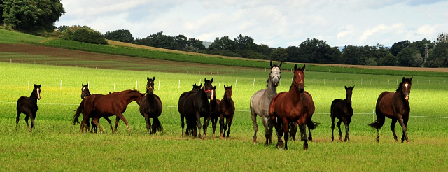 die Hmelschenburger Stuten und Fohlen auf der Feldweide - Trakehner Gestt Hmelschenburg - Foto: Beate Langels