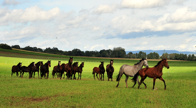 die Hmelschenburger Stuten und Fohlen auf der Feldweide - Trakehner Gestt Hmelschenburg - Foto: Beate Langels