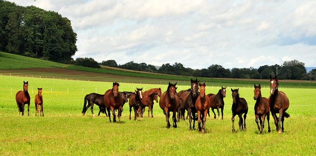 die Hmelschenburger Stuten und Fohlen auf der Feldweide - Trakehner Gestt Hmelschenburg - Foto: Beate Langels