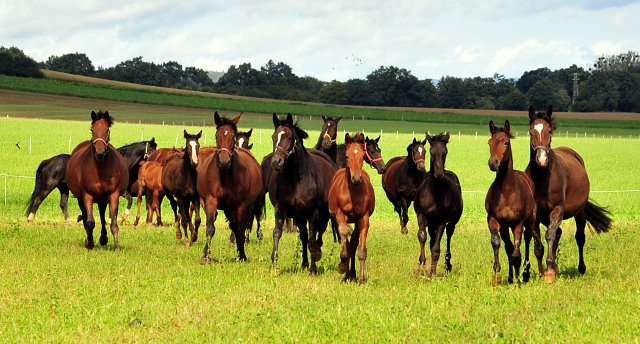 die Hmelschenburger Stuten und Fohlen auf der Feldweide - Trakehner Gestt Hmelschenburg - Foto: Beate Langels