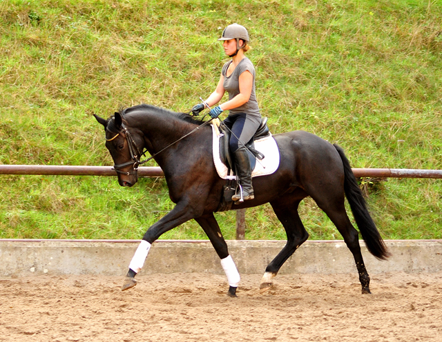 3Jhriger Wallach v. Herzensdieb x Exclusiv - Trakehner Gestt Hmelschenburg - Foto: Beate Langels