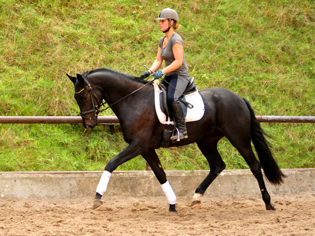 3Jhriger Wallach v. Herzensdieb x Exclusiv - Trakehner Gestt Hmelschenburg - Foto: Beate Langels